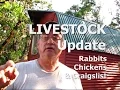 LIVESTOCK - Rabbits Chickens Craigslist
