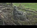 Live Bald Eagle Cam Glacier Gardens Juneau AK
