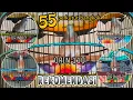 Download Lagu PERDANA❗55 SUARA PERKUTUT BANGKOK PIYIKAN RING ORIN BIRD FARM