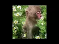 Monkey chilling alone trending monkey edit meme template