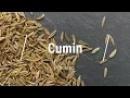 All About Cumin Spice