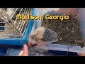 Madison GA Farm Market Downtown Walk