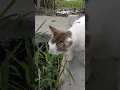 🐈🌿#cat