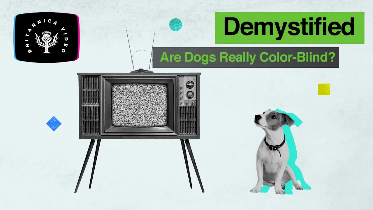 Demystified: Are Dogs Really Colorblind? | Encyclopaedia Britannica Demystified: Are Dogs Really Colorblind? | Encyclopaedia Britannica