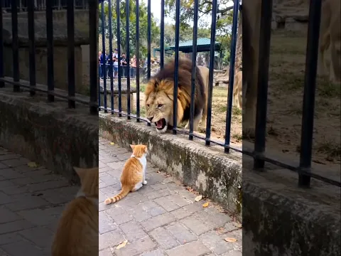 The lion is afraid when it sees you—a cat🫢#cat #shorts