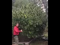 Download Lagu SUN GROWN CANNABIS TREE WITH GIANT BUDS @stickyfields