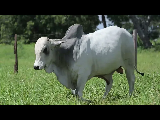 Touro Nelore ROZZ - 2258