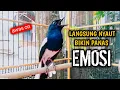 Lagu LANGSUNG NYAUT BIKIN PANAS EMOSI AWAS KACERMU ON !! PANCINGAN KACER GACOR PASTI NYAUT AMPUH.