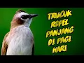 Download Lagu Pancingan Trucukan Ropel Terbaik No #1 ~ Trucuk Full Variasi Isian Cocok Buat Masteran / Pancingan