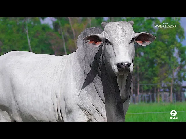 Touro Nelore MLMR - 1035