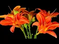 Download Lagu Красивая музыка (танец цветов под вальс) !!!