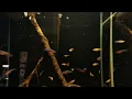 Download Lagu Sundadanio sp. aff. rubellus (wild) bij Aquarium Speciaalzaak Utaka