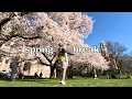 SPRING BREAK 2024 uw seattle cherry blossoms cooking baking beach sunset