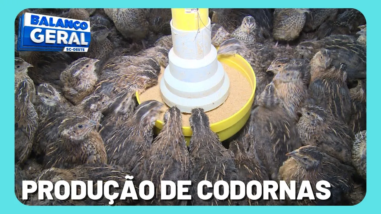 Empresa de Coronel Freitas é a maior produtora de Codornas da América Latina