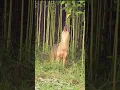 Download Lagu Fox Sound #shorts#reels #youtubeshorts #shortfeed #viral#trending