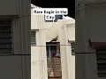 Rare Eagle in the City #eagles #eaglegaming #eaglesnews #birds #city