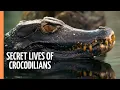 Discovering the Secret Lives of Crocodilians Full Documentary