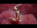 Lagu Bali:Welcome Back Amed \u0026 Tulamben Nudibranch Special