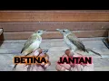 Cara Membedakan Burung Kerak Basi Alis Putih JANTAN dan BETINA
