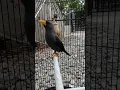 BURUNG JALAK RIO RIO NGERIWIK