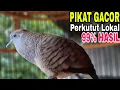 Lagu PERKUTUT LOKAL GACOR PIKAT GACORAN PERKUTUT LOKAL 