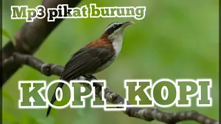 mp3 pikat burung cucak kopi kopi kopi