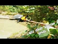 🔴Cara memikat burung SIKATAN EMAS | bird trap