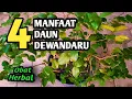 Manfaat Daun Dewandaru Untuk Kesehatan
