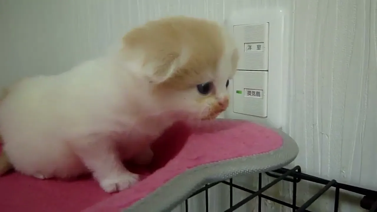 動画