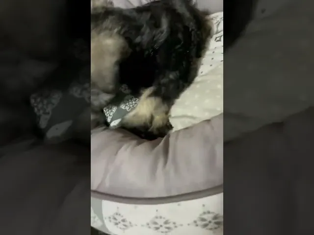 動画