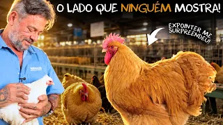 🐓 CONHEÇA AS RAÇAS DE GALINHAS MAIS IMPRESSIONANTES DO MUNDO!