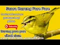 Download Lagu suara burung pare pare atau burung cikrak daun untuk masteran - pikatan dan pancingan burung bahan