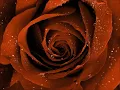 Alexander O' Neal "If You Were Here Tonight"