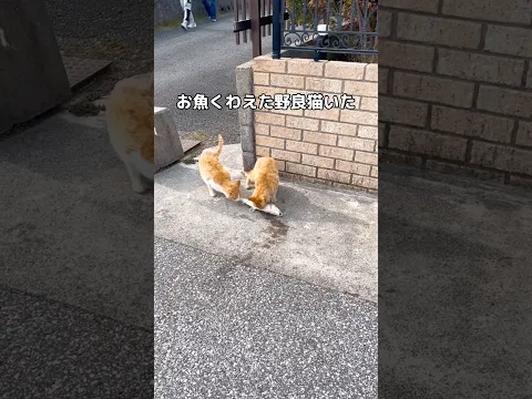散歩してたら絵に描いたようなお魚くわえた野良猫いた #野良猫 #茶トラ #shorts