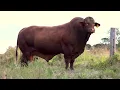 Discover Santa Gertrudis - Australia s Premium Beef Breed