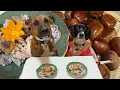 Dogs eating Chestnuts