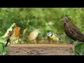 Movie for Cats Bird Fun Movies for Cats to Watch