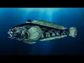 Amazing Antarctic Toothfish Fishing Toothfish Fishing and Processing
