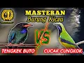 Download Lagu TENGKEK BUTO VS CUCAK CUNGKOK GACORRR.....