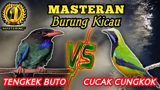 tengkek buto vs cucak cungkok gacorrr 