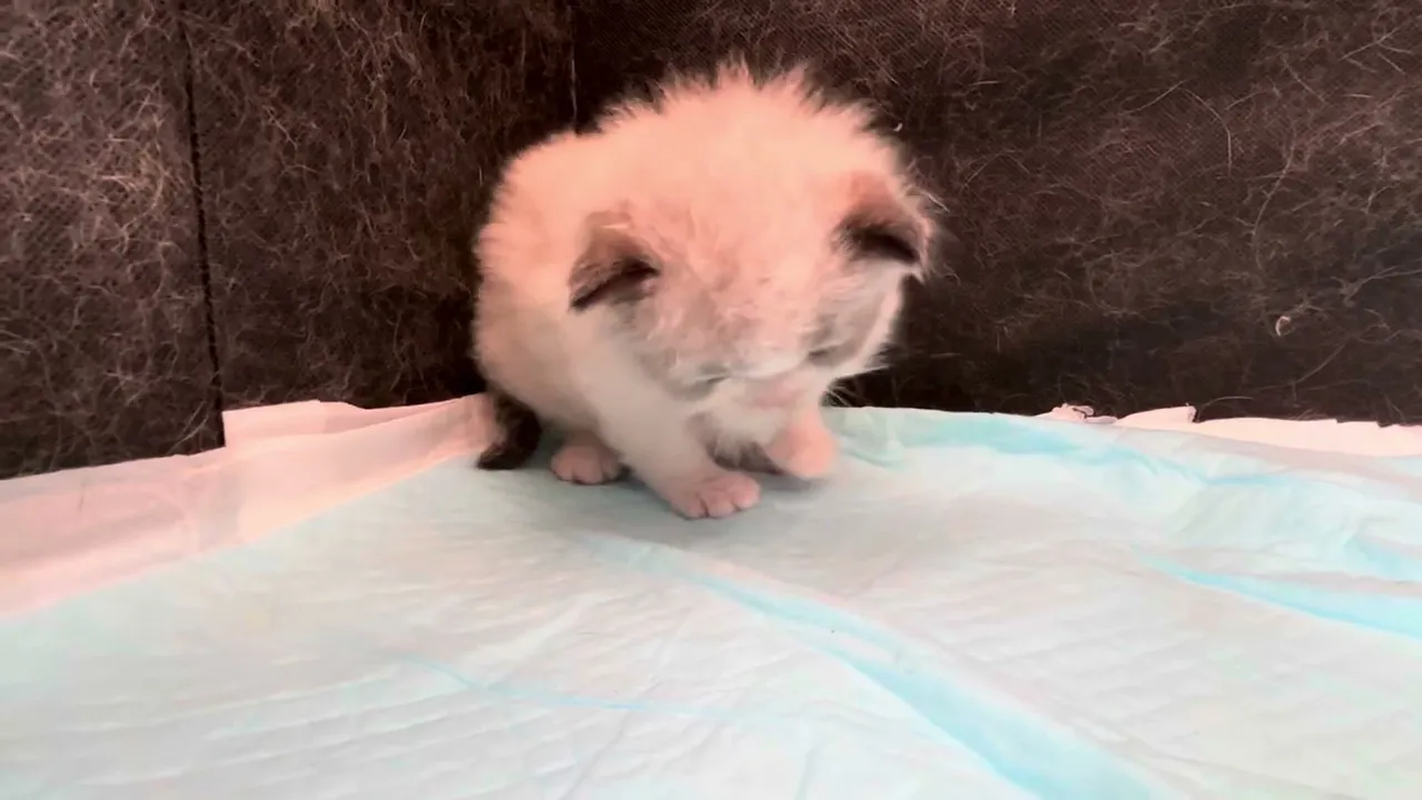 動画