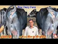 16 से 18 लीटर दूध तैयार की ✅ टॉप की मुर्रा झोटिया ख़रीदे 🏆15 Buffalo For Sale 😱Brar Dairy Farm🎉#bull