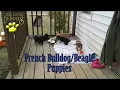 French Bulldog Beagle Puppies