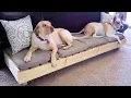 Modern Platform Dog Bed - Large Dog Bed DIY How-To