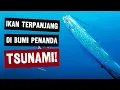 Lagu AWAS TSUNAMI ❗ Ikan Terpanjang Di Dunia Pembawa Bencana #faktaunik #faktahewan #oarfish