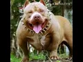 Download Lagu Shaggydog-anjing kintamani lirik