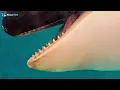The CHILLING Way Orcas Prepare for DEATH Has SHOCKED the World