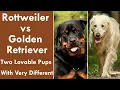 Rottweiler vs Golden Retriever Two Lovable Pups With Very Different Personalities