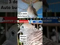 Download Lagu suara perkutut jantan v perkutut betina saling memanggil bikin rame isi rumah yg punya kutut