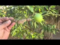 Download Lagu How We Prune Our Lemon Tree 🍋 | Step-by-Step for More Fruit \u0026 Faster Growth
